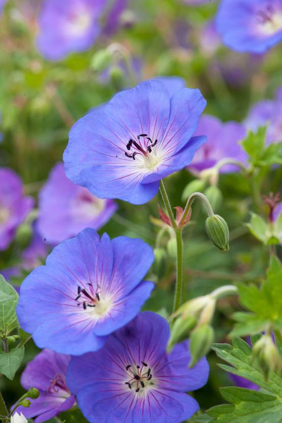 Géranium 'Johnson's Blue' - Géranium vivace