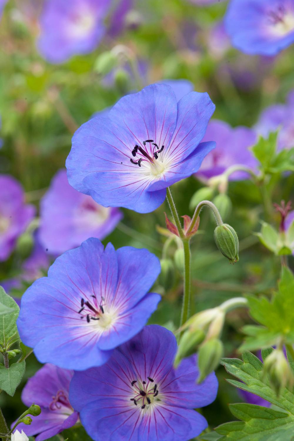 Géranium 'Johnson's Blue' - Géranium vivace