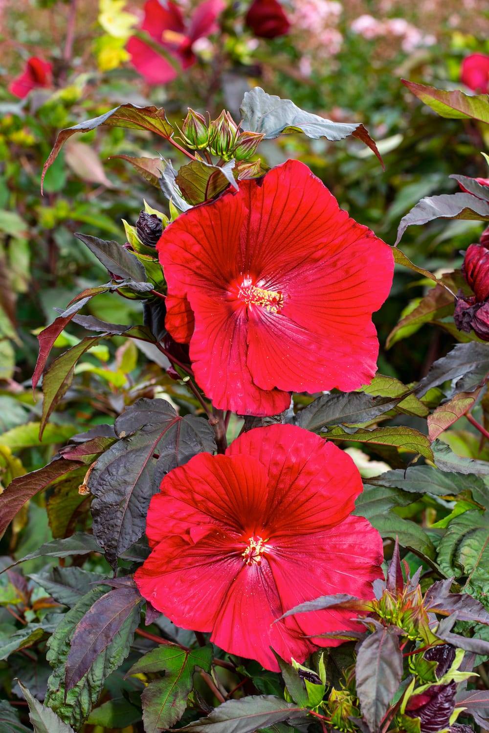 Hibiscus moscheuros 'Carousel Geant Red' - Ketmie des marais