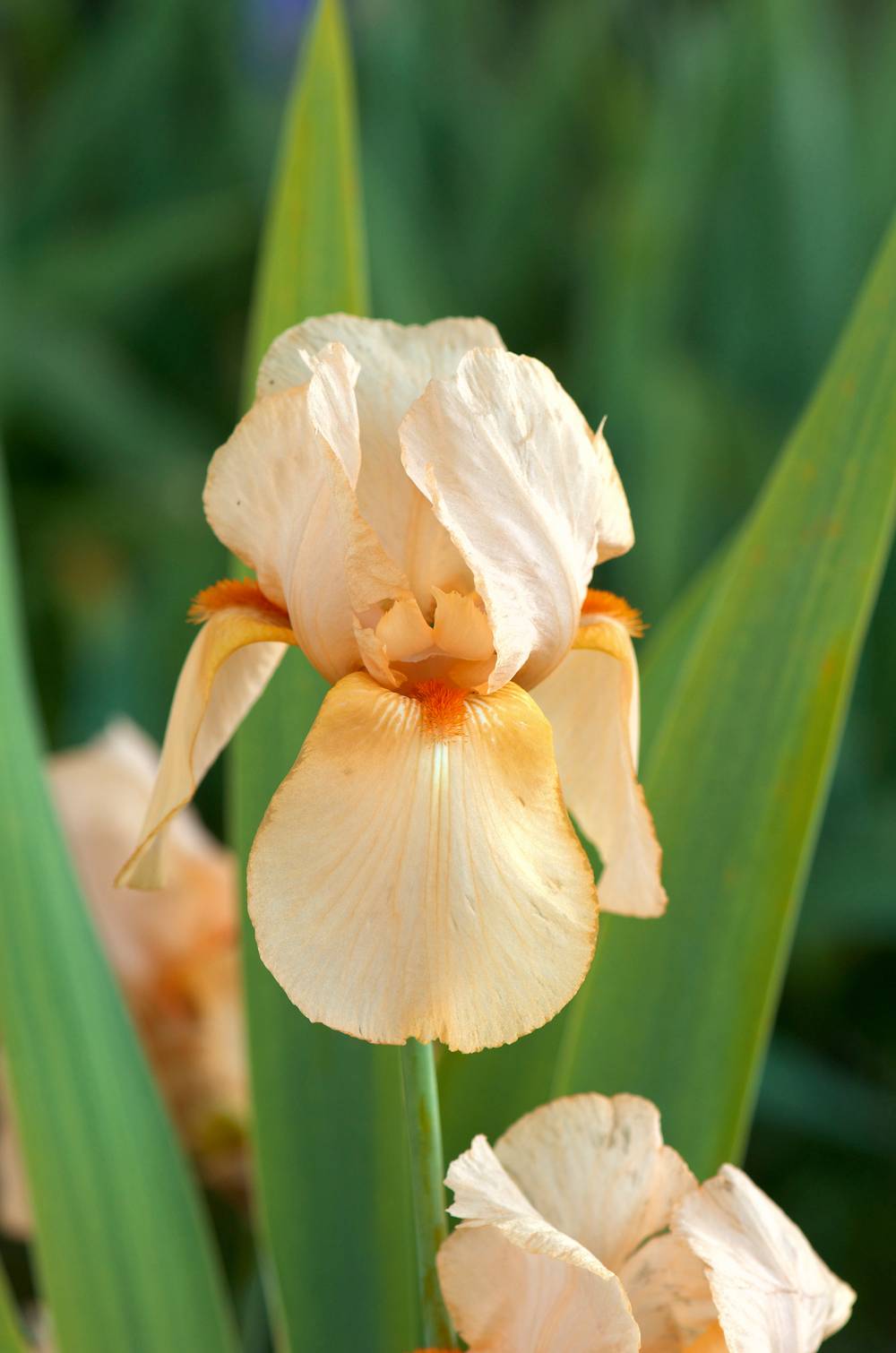 Iris germanica 'Francois Debat' - Iris des jardins