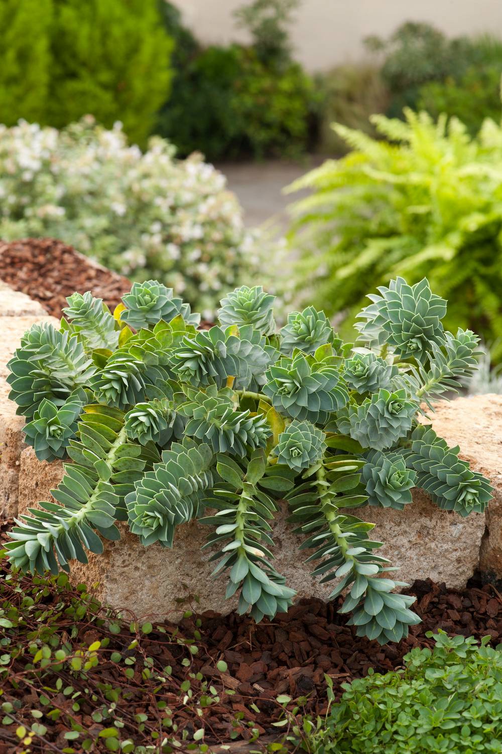 Euphorbia myrsinites - Euphorbe vivace