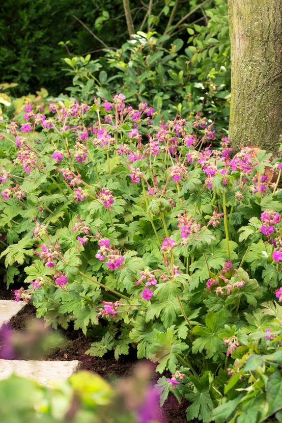 Géranium vivace macrorrhizum Ingwersen's Variety