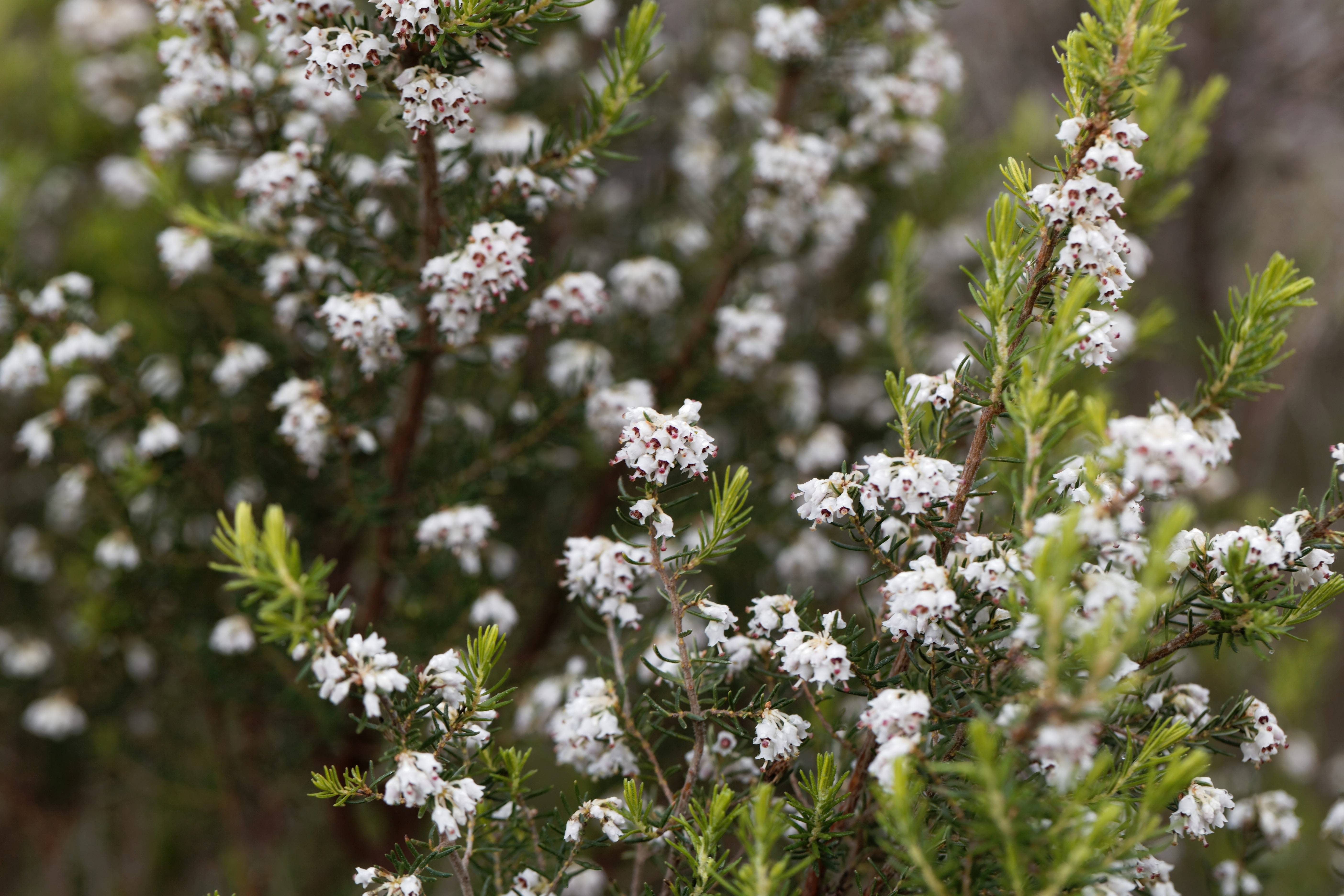 Erica arborea 'Pink Joy' - Bruyère arborescente