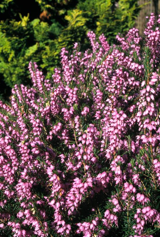 ERICA darleyensis 'Spring Surprise' 15/20 C1L