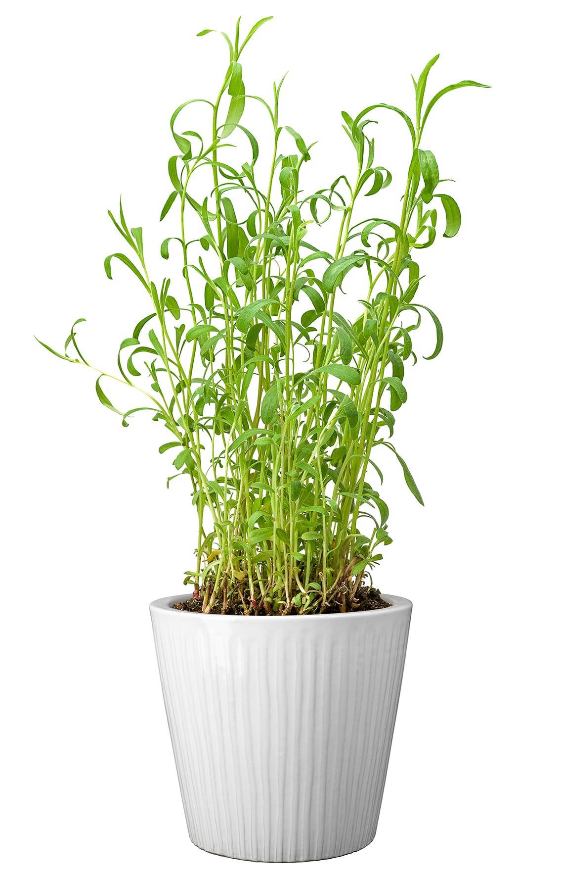 Ecloz - Pot émaillé Atlantique 28cm plusieurs coloris - ECLOZ - Imagen 7