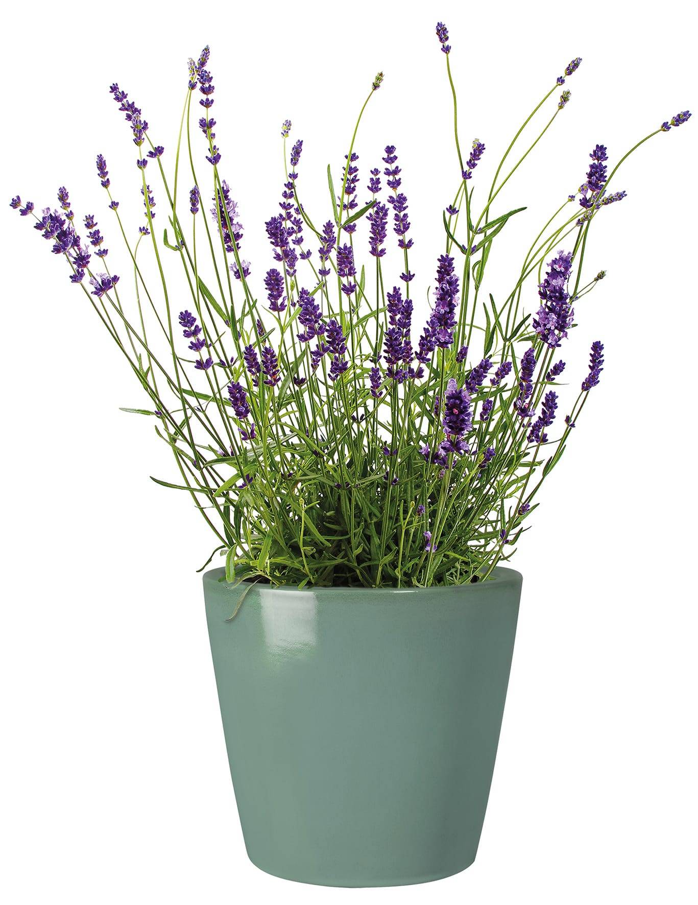 Ecloz - Pot émaillé Bahia 22 cm - plusieurs coloris - ECLOZ - Imagen 7