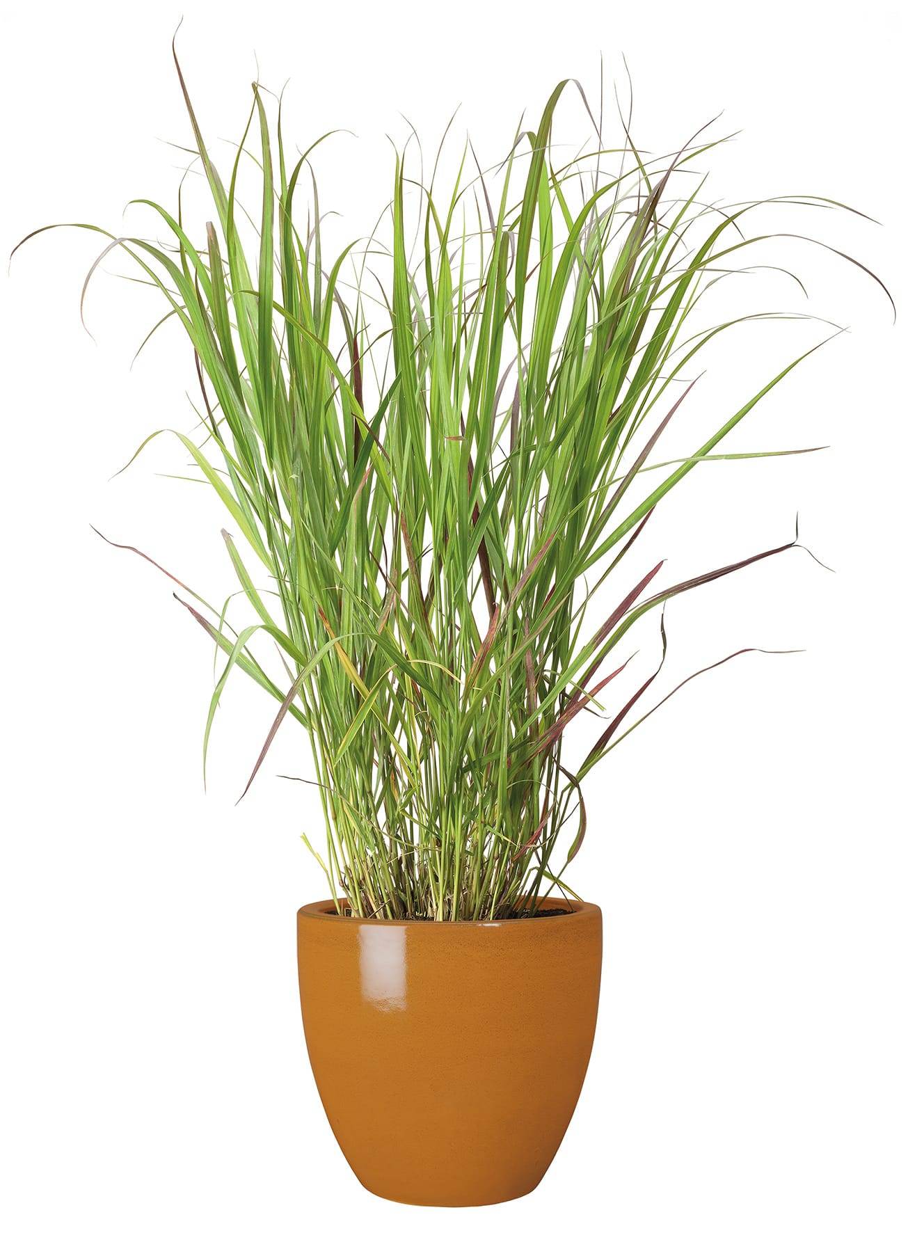 Ecloz - Pot émaillé Bahia 22 cm - plusieurs coloris - ECLOZ - Imagen 2