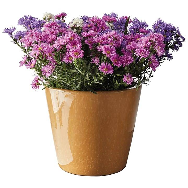 Ecloz - Pot émaillé Bahia 22 cm - plusieurs coloris - ECLOZ - Imagen 10