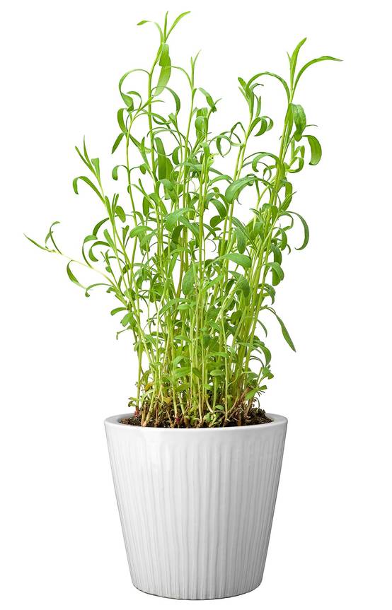 Ecloz - Pot émaillé Atlantique 22 cm - plusieurs coloris - ECLOZ - Image 5