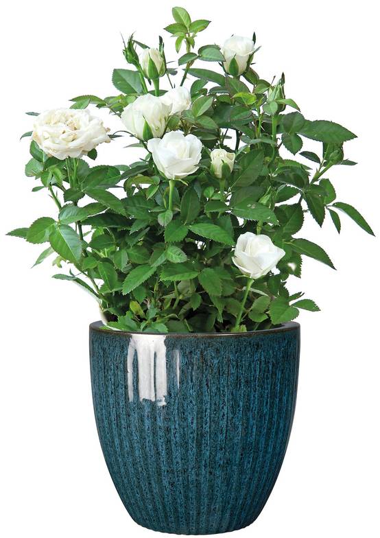 Ecloz - Pot émaillé Atlantique 22 cm - plusieurs coloris - ECLOZ - Image 4