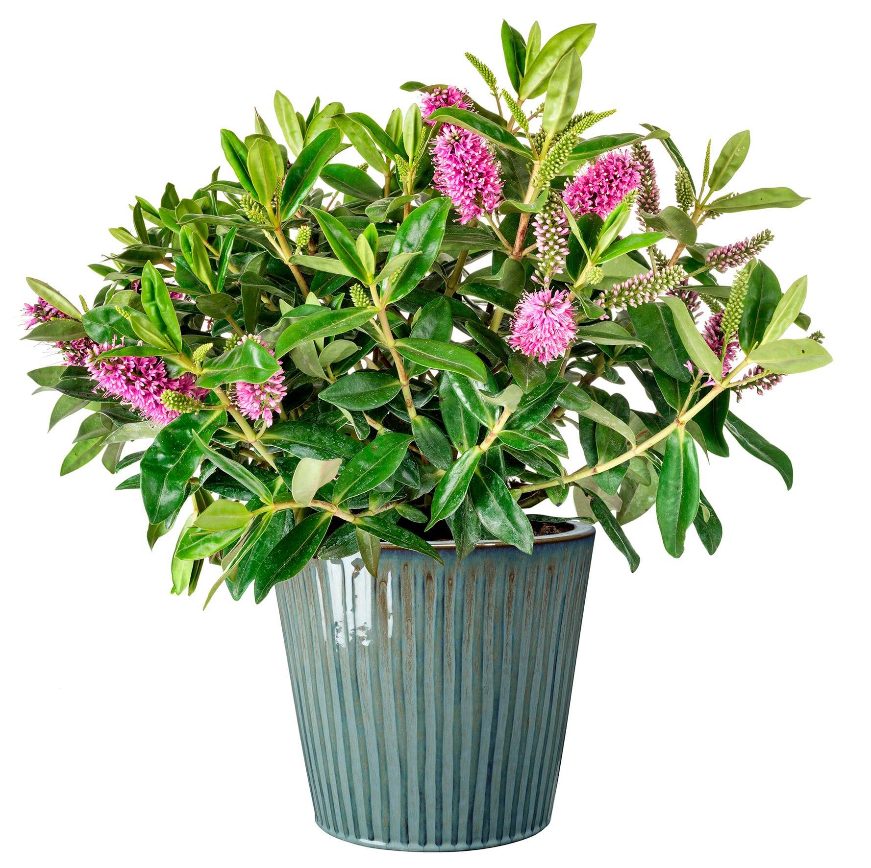 Ecloz - Pot émaillé Atlantique 22 cm - plusieurs coloris - ECLOZ - Image 6