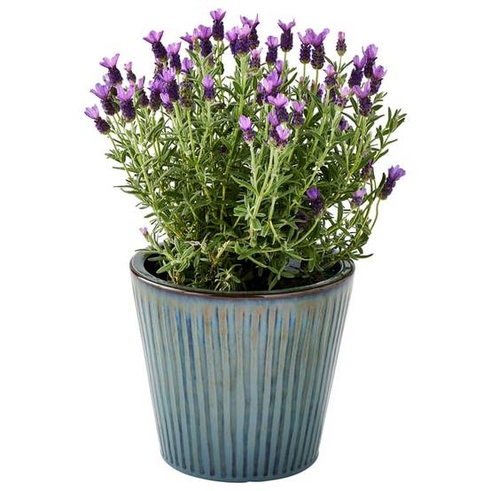 Ecloz - Pot émaillé Atlantique 22 cm - plusieurs coloris - ECLOZ - Image 16