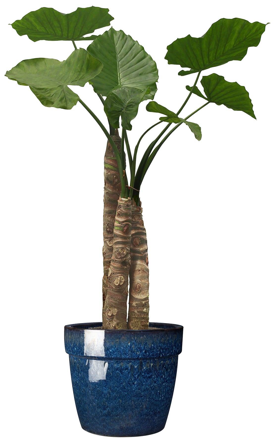 Ecloz - Pot émaillé Evazion 32cm - plusieurs coloris - ECLOZ