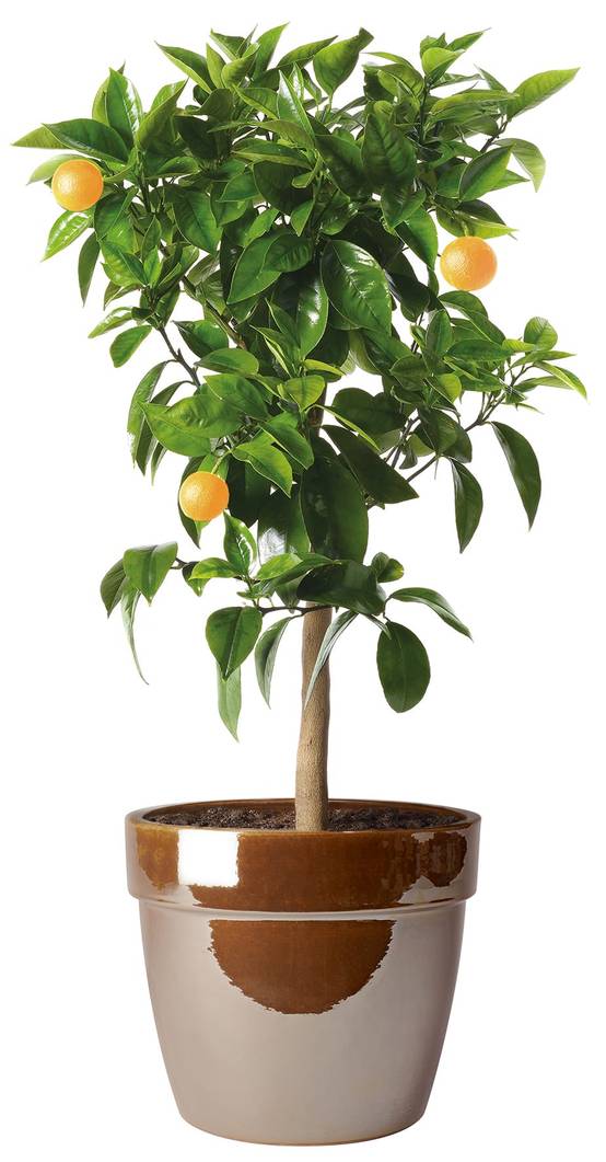 Ecloz - Pot Evazion 38cm plusieurs coloris - ECLOZ - Image 5