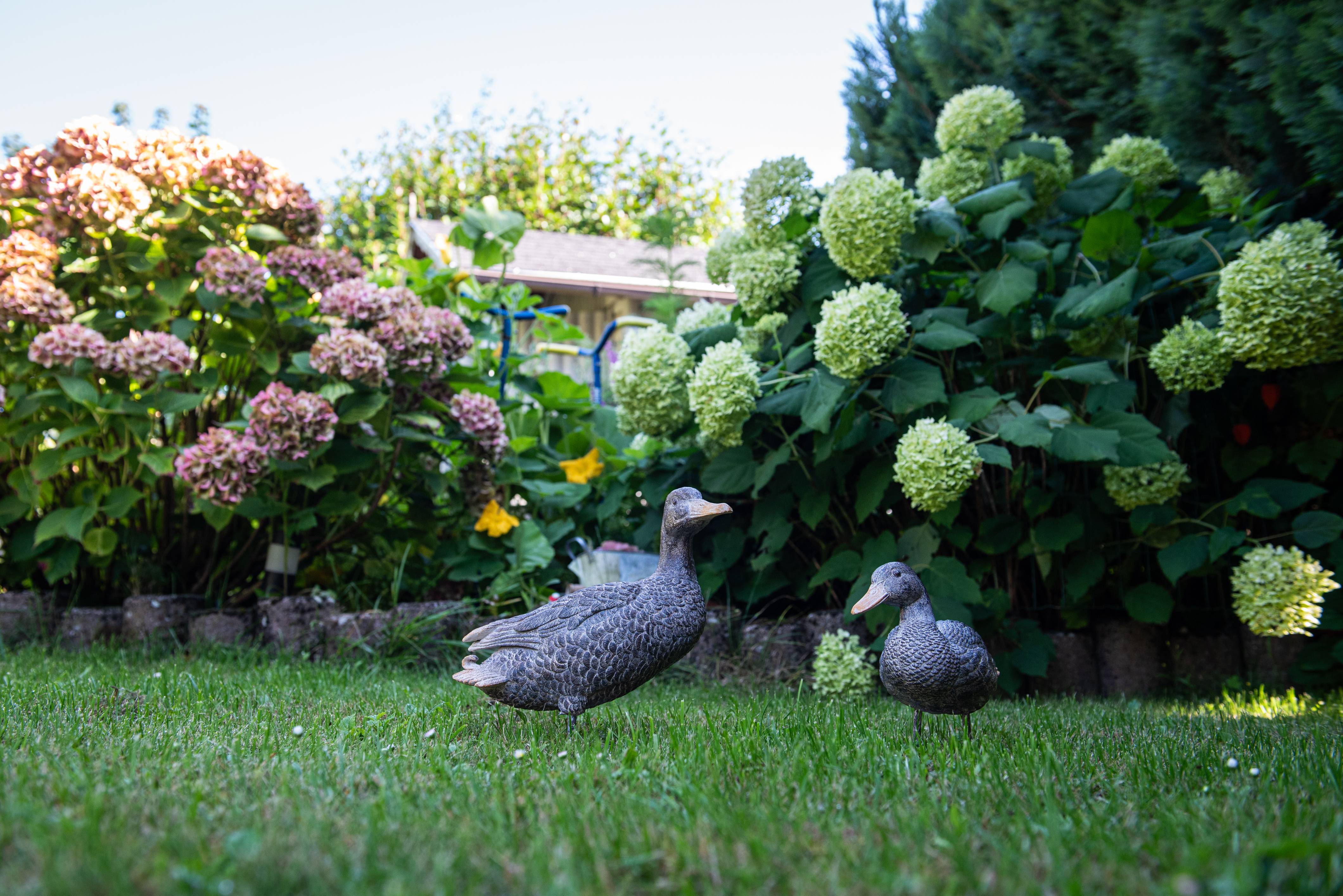 Garden ID - Statue canard royal L.31 x l.16 x H.27 cm - Garden Id - Image 6