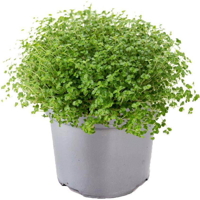 Soleirolia soleirolii - Image 1