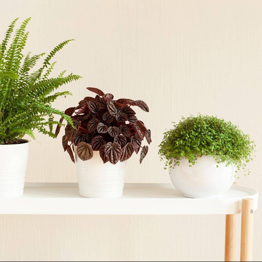 Soleirolia soleirolii - Image 2