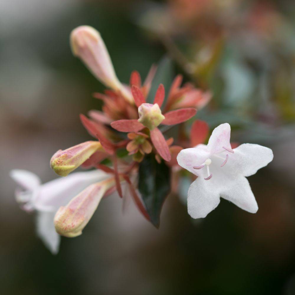 Abélia grandiflora - Image 2