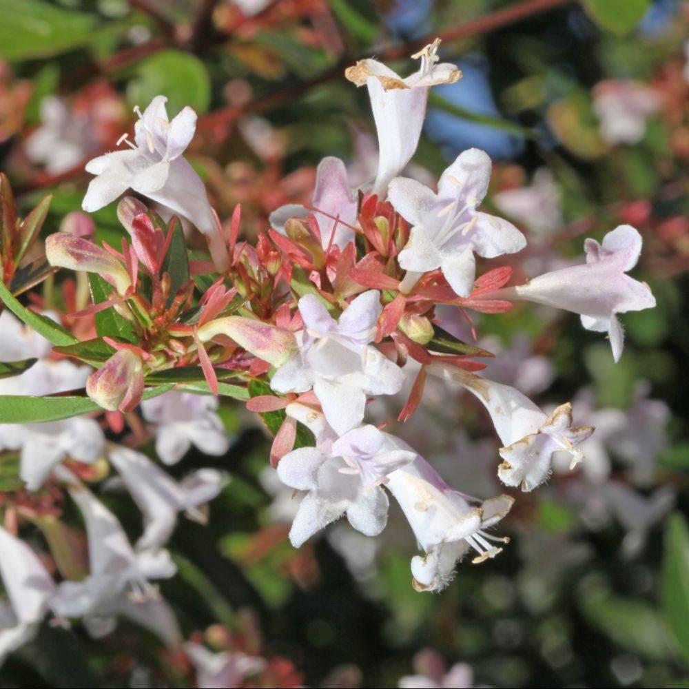 Abélia grandiflora