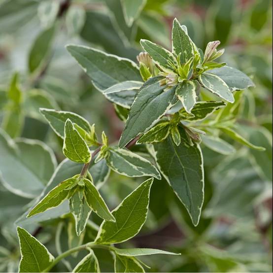 Abelia grandiflora Lucky - Image 3