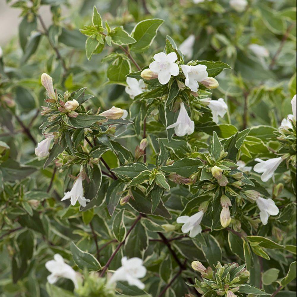 Abelia grandiflora Lucky