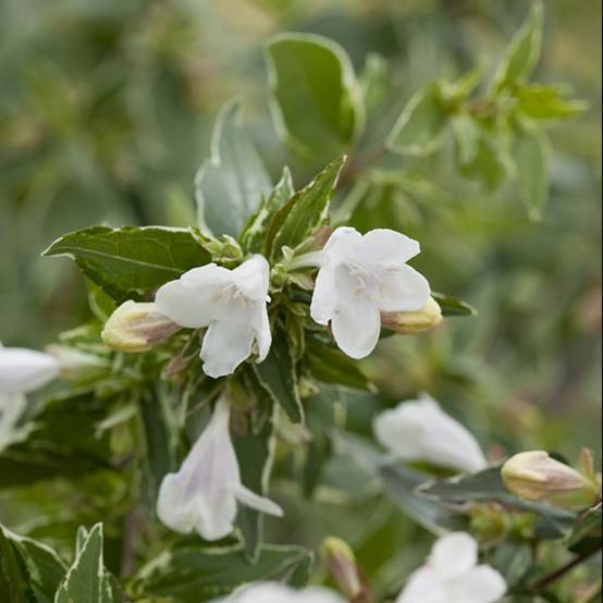 Abelia grandiflora Lucky - Image 2