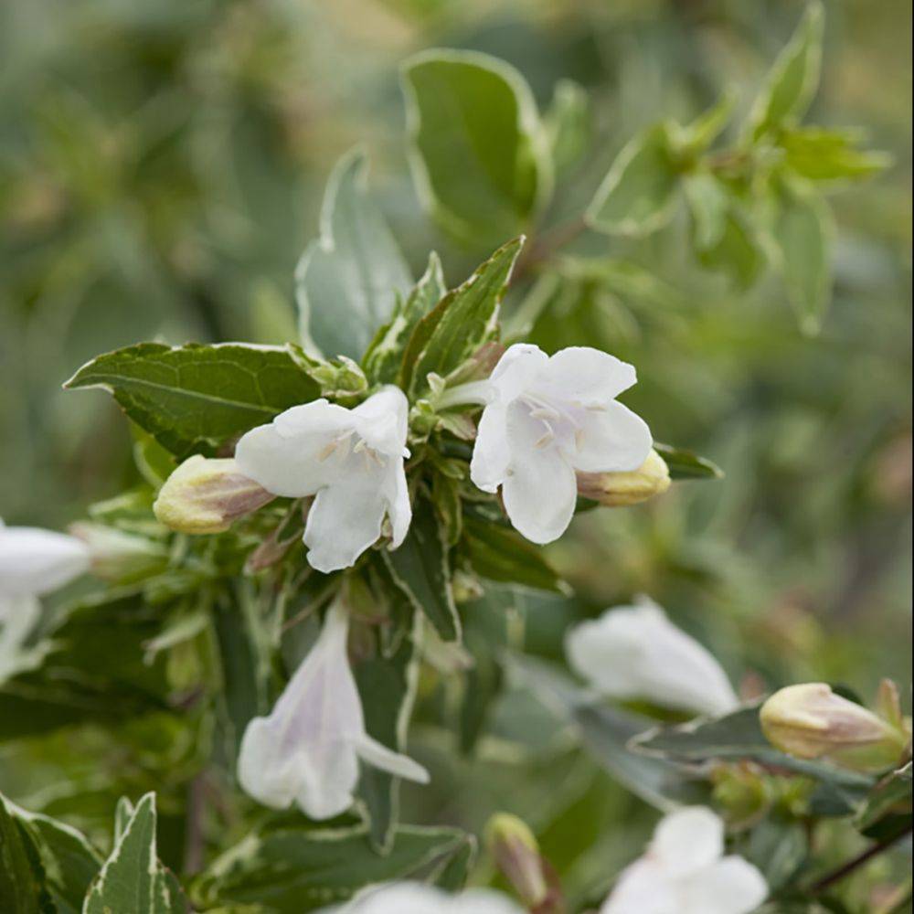 Abelia grandiflora Lucky - Image 2