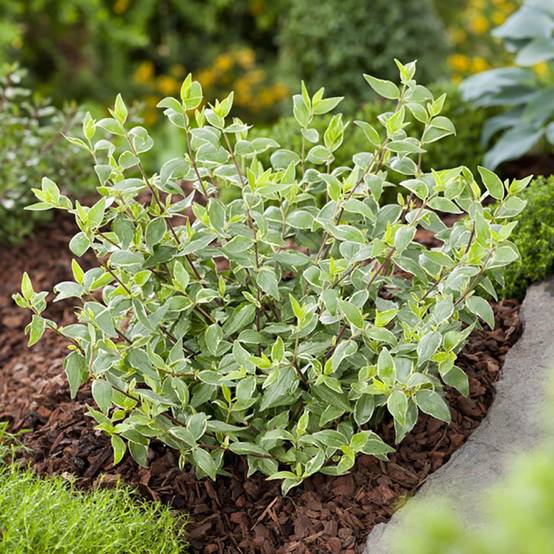 Abelia grandiflora Lucky - Image 4