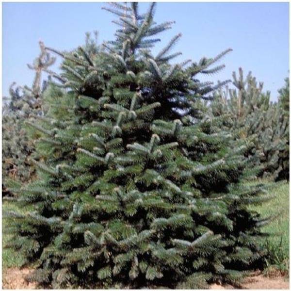 Sapin de Nordmann