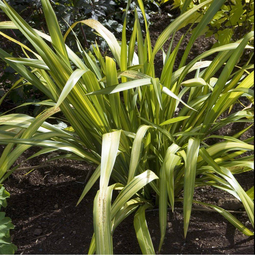 Phormium 'Yellow Wave' - Lin de Nouvelle Zélande - Image 4