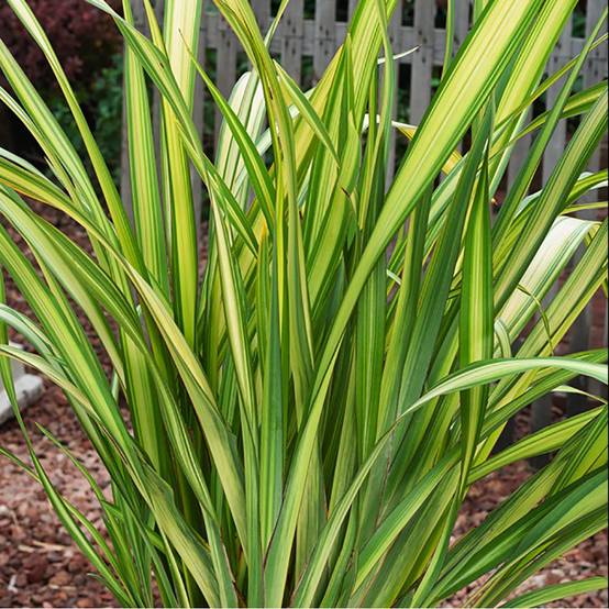 Phormium 'Yellow Wave' - Lin de Nouvelle Zélande - Image 3