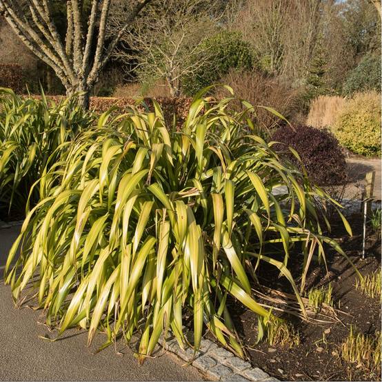 Phormium 'Yellow Wave' - Lin de Nouvelle Zélande - Image 5