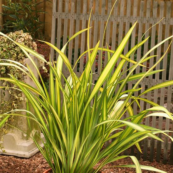 Phormium 'Yellow Wave' - Lin de Nouvelle Zélande - Image 2