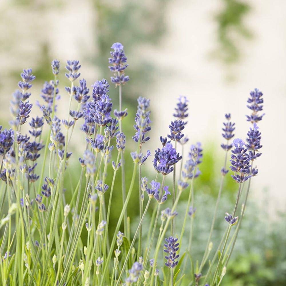 Lavande officinale Munstead - Lavande vraie - Image 1