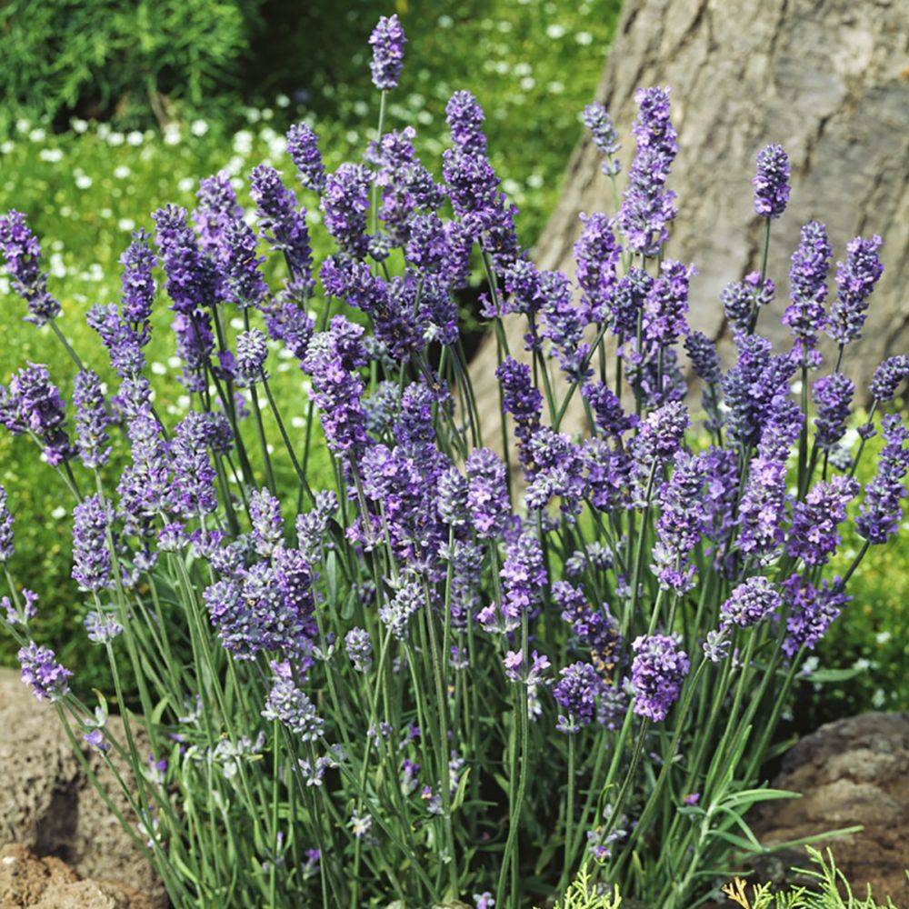 Lavande officinale Munstead - Lavande vraie - Image 3