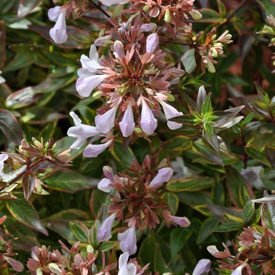 Abélia 'Sarabande' - Image 2