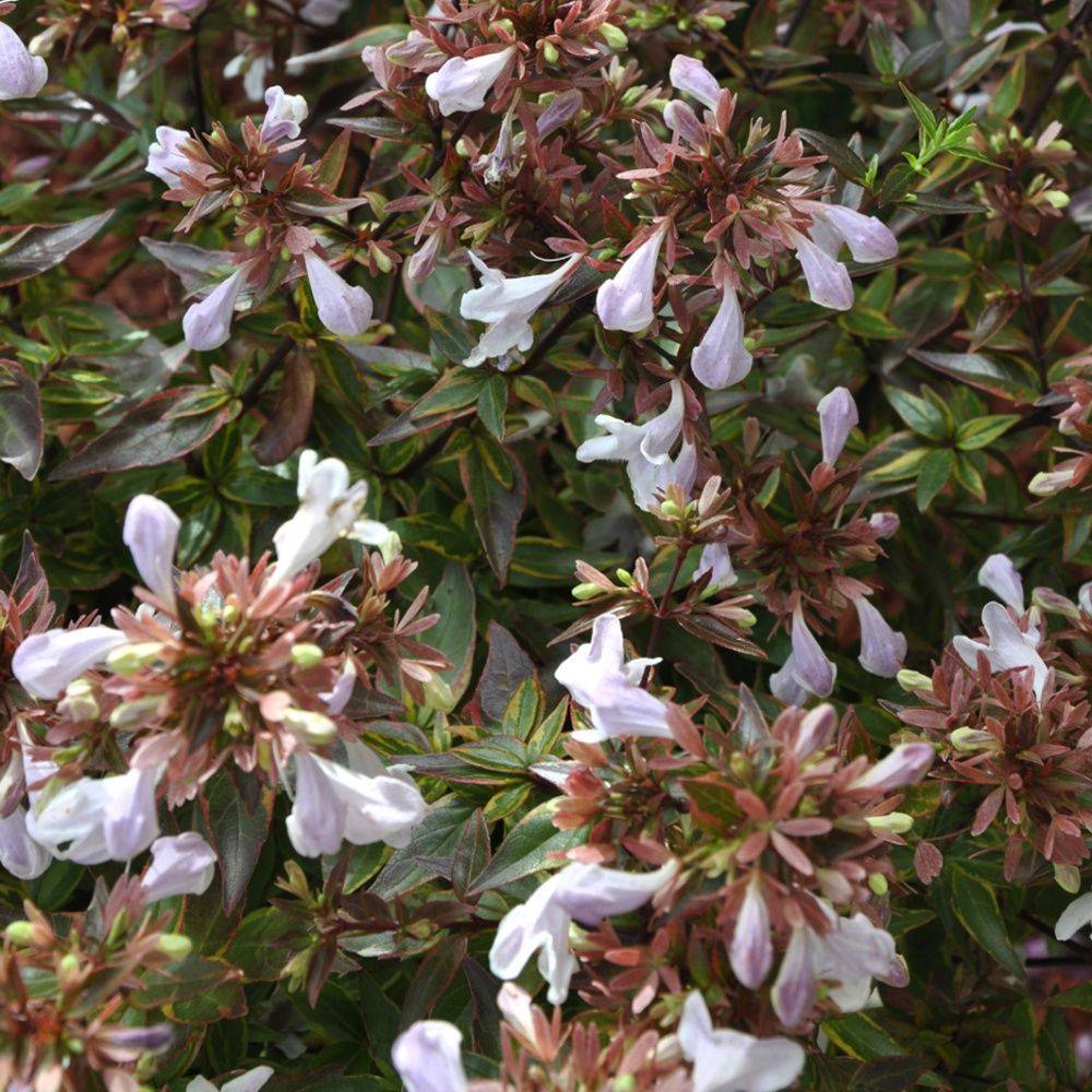 Abélia 'Sarabande'