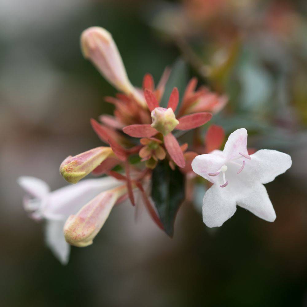 Abélia à grandes fleurs - Image 1