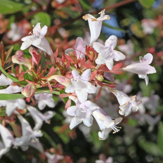 Abélia à grandes fleurs - Image 2