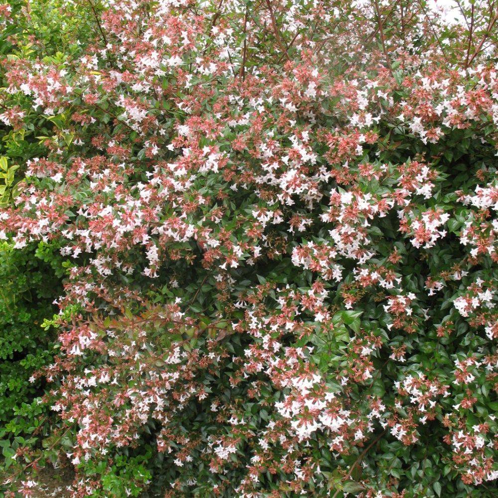 Abélia à grandes fleurs - Image 3
