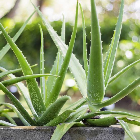 Aloe vera - Image 2