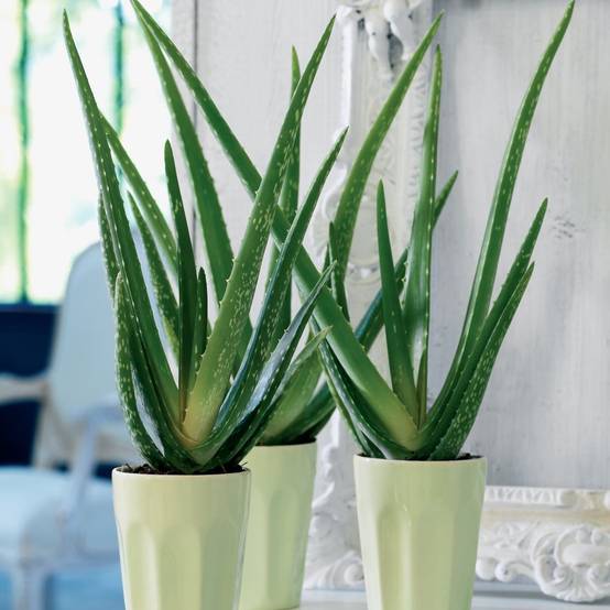 Aloe vera - Image 3