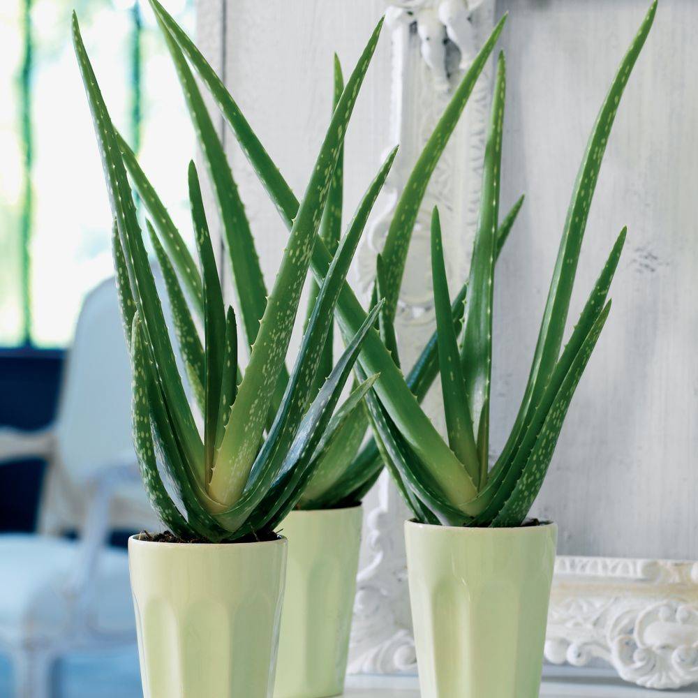 Aloe vera - Image 3