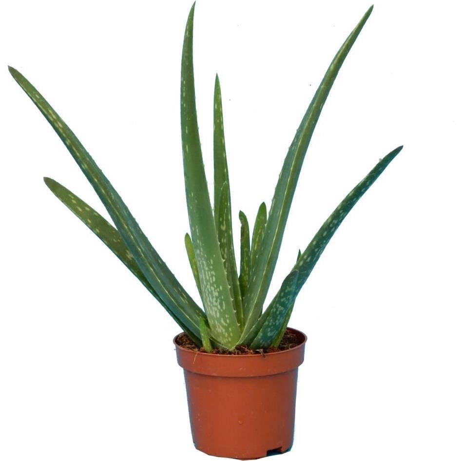 Aloe vera - Image 1
