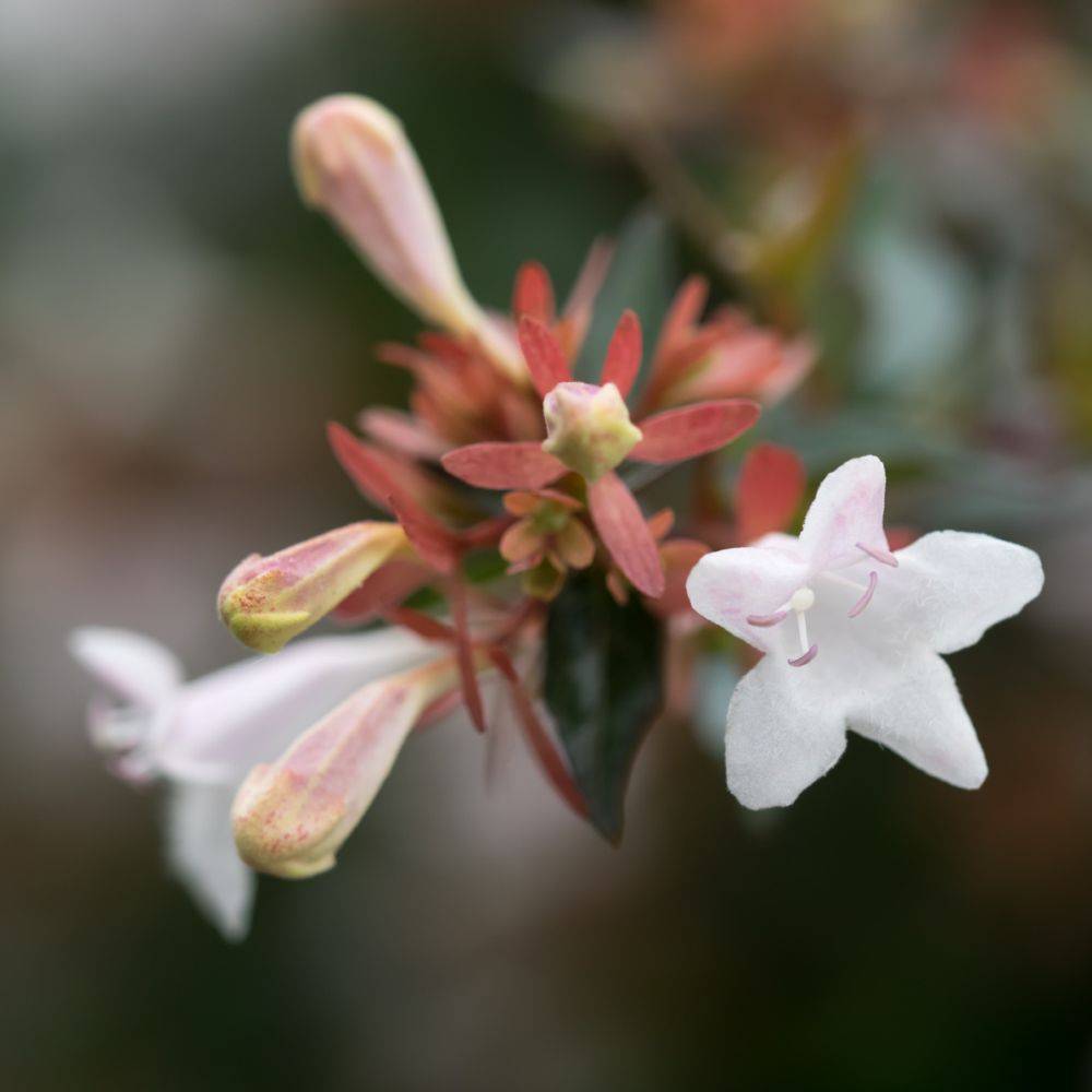 Abélia à grandes fleurs - Image 2