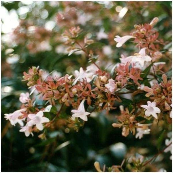 Abélia à grandes fleurs - Image 1