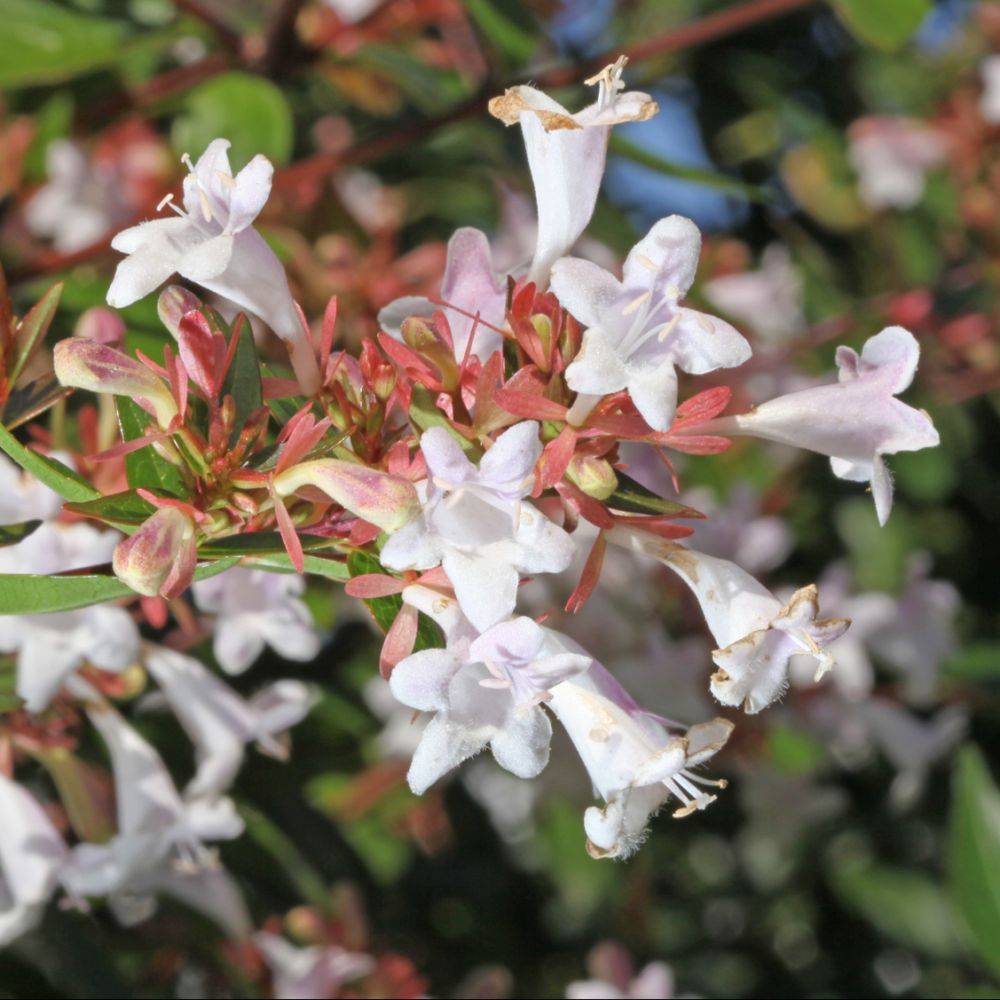 Abélia à grandes fleurs - Image 3