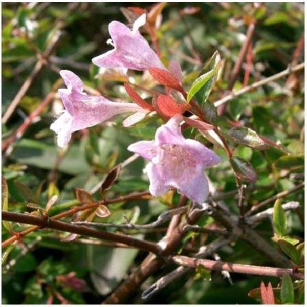 Abelia 'Edward  Goucher'