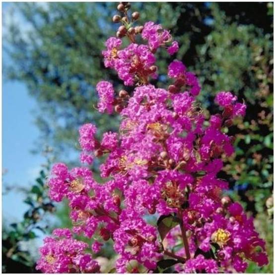 Lilas des Indes Pecharmant®