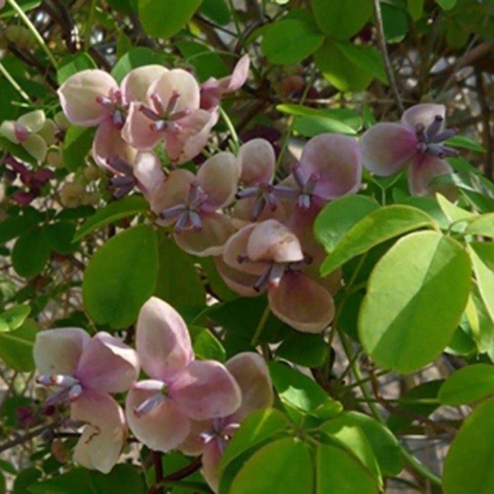 Akebia quinata 'Cream Form'